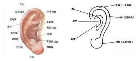 耳朵裡有痣|左耳痣vs右耳痣：命運大不同